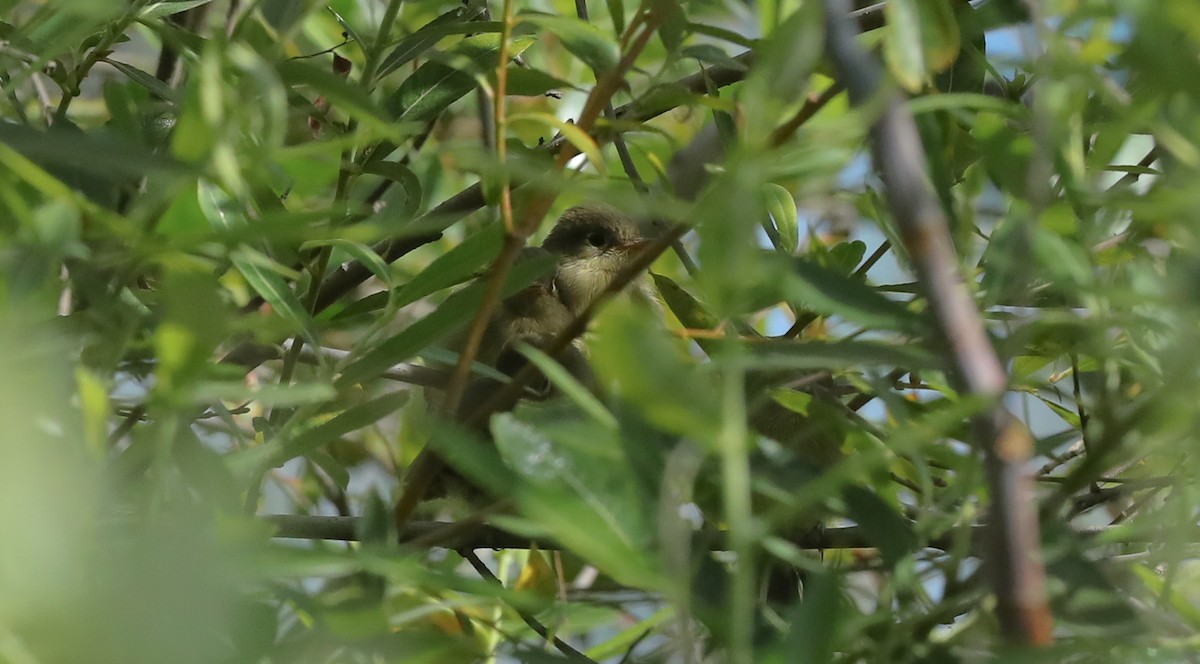 Western Flycatcher (Pacific-slope) - ML659706076