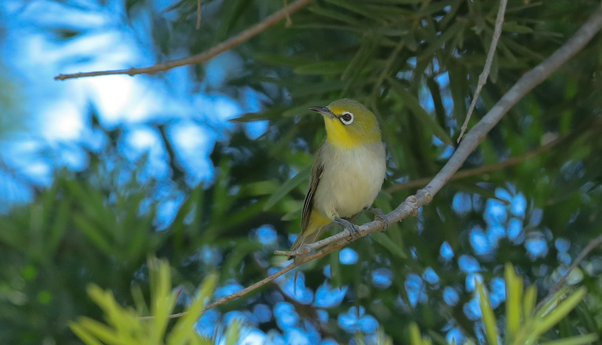 Swinhoe's White-eye - ML659706097