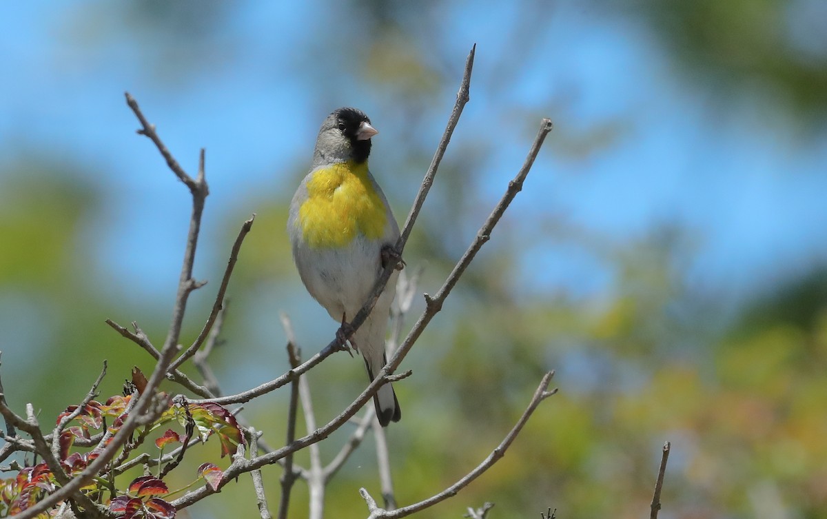 Lawrence's Goldfinch - ML659706128