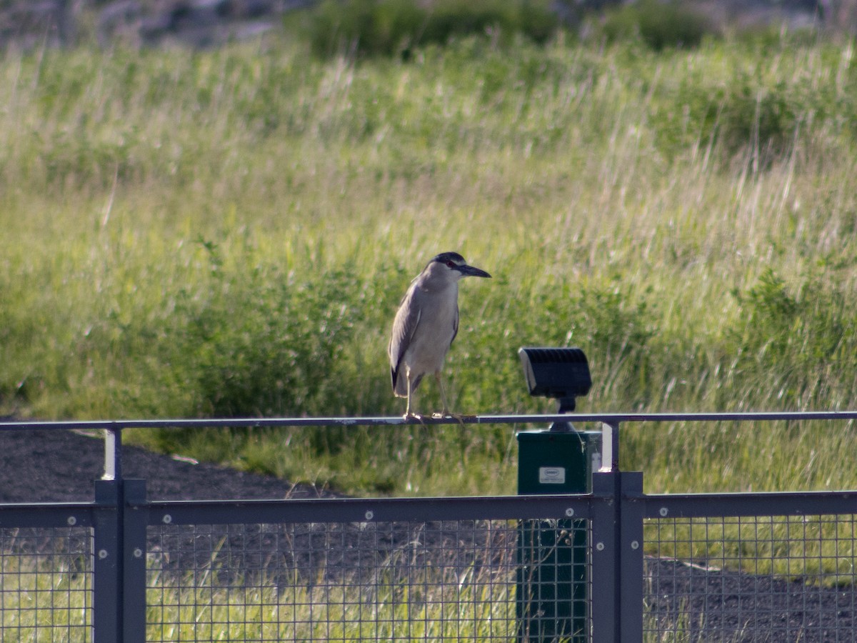 Black-crowned Night Heron - ML659706130