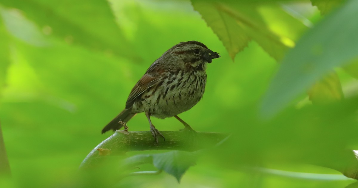Song Sparrow (heermanni Group) - ML659706139
