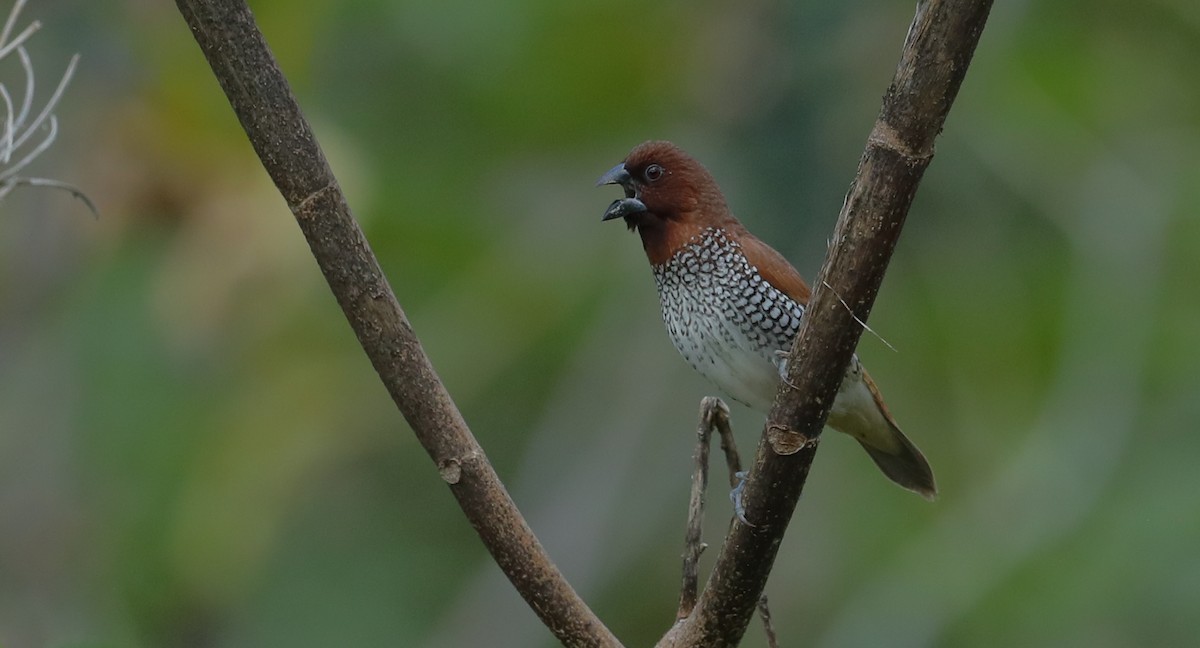 Scaly-breasted Munia - ML659706175