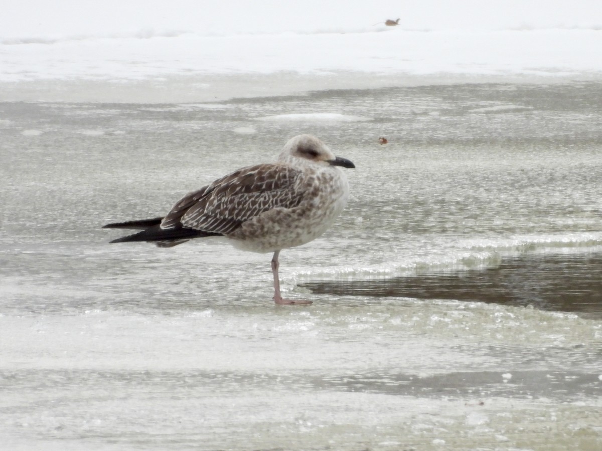 Lesser Black-backed Gull - ML659706244