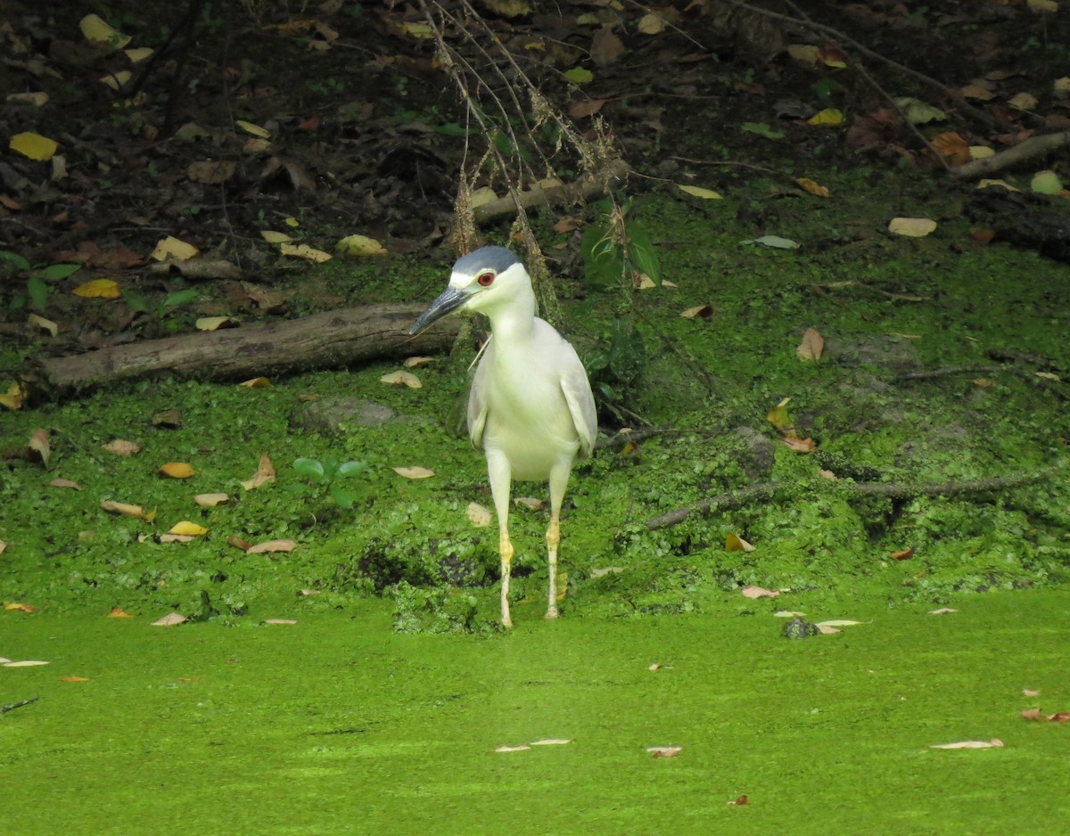 Black-crowned Night Heron - ML659706250