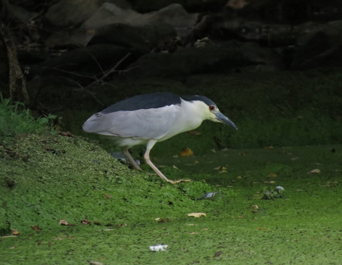 Black-crowned Night Heron - ML659706255