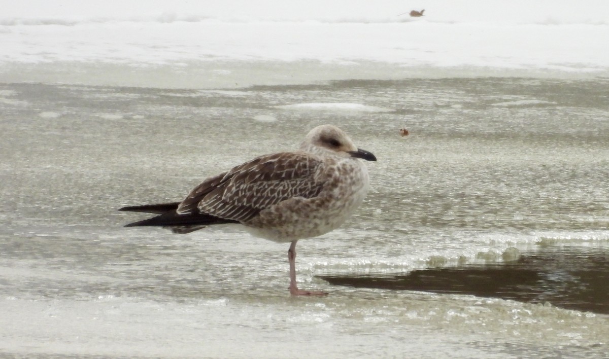 Lesser Black-backed Gull - ML659706340