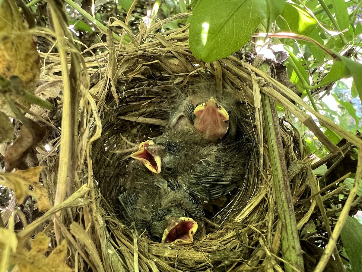 Song Sparrow (heermanni Group) - ML659706417