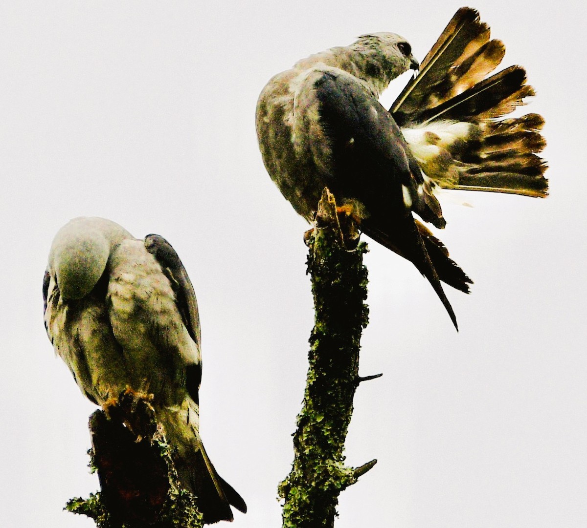 Mississippi Kite - ML659706590