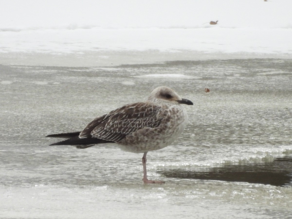 Lesser Black-backed Gull - ML659706651