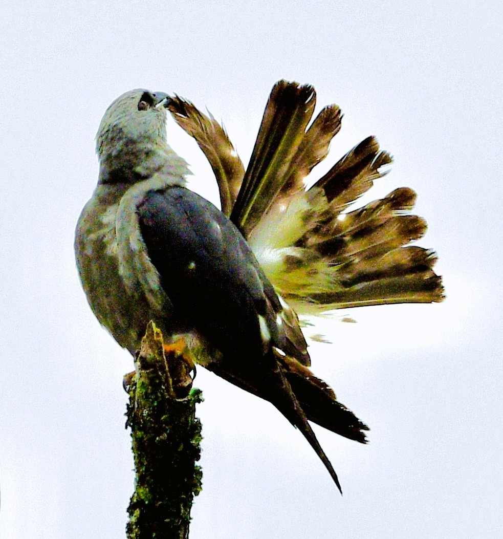 Mississippi Kite - ML659706763