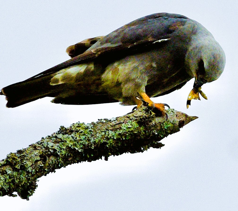 Mississippi Kite - ML659706771
