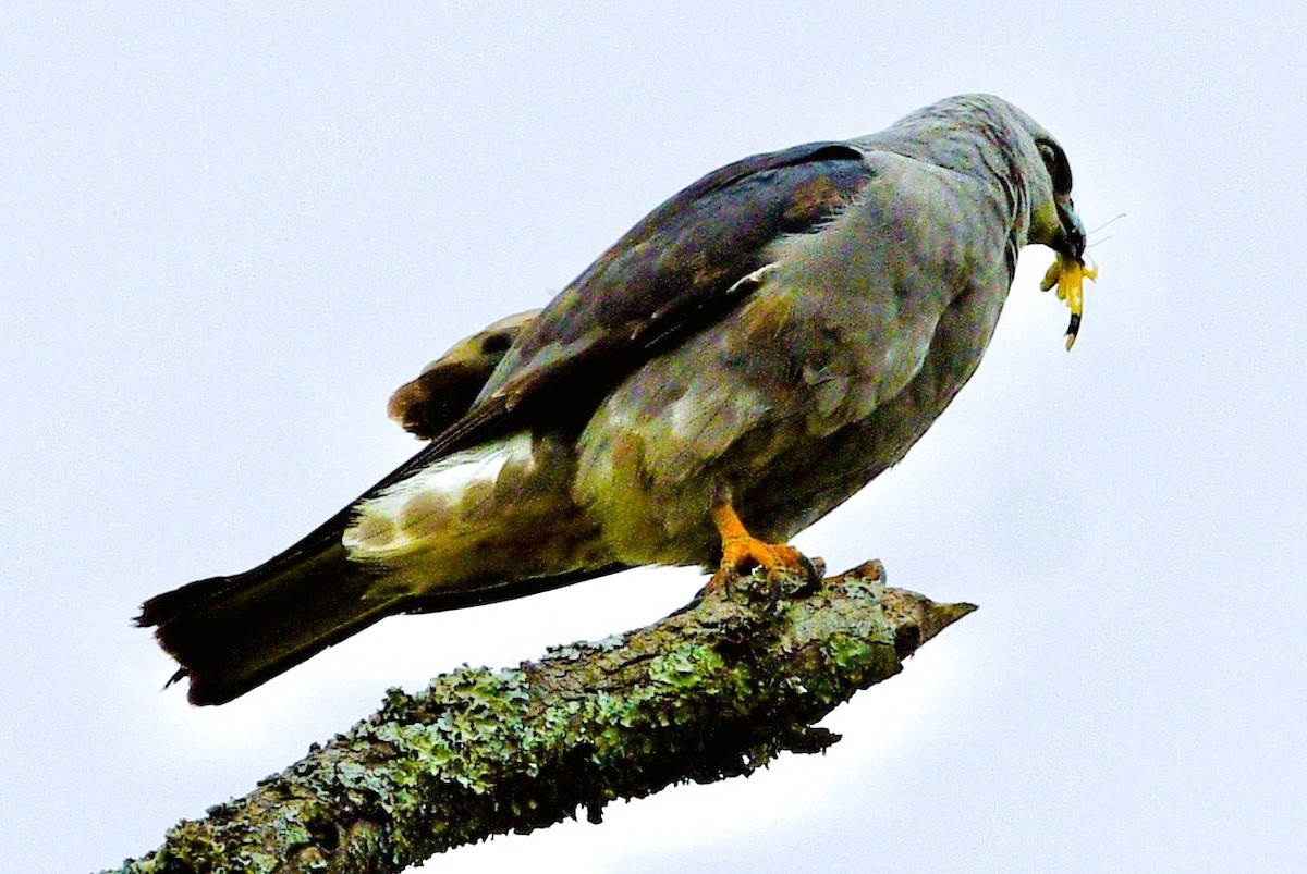 Mississippi Kite - ML659706789