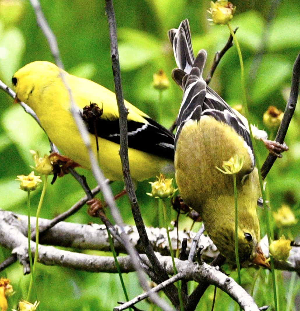 American Goldfinch - ML659706869