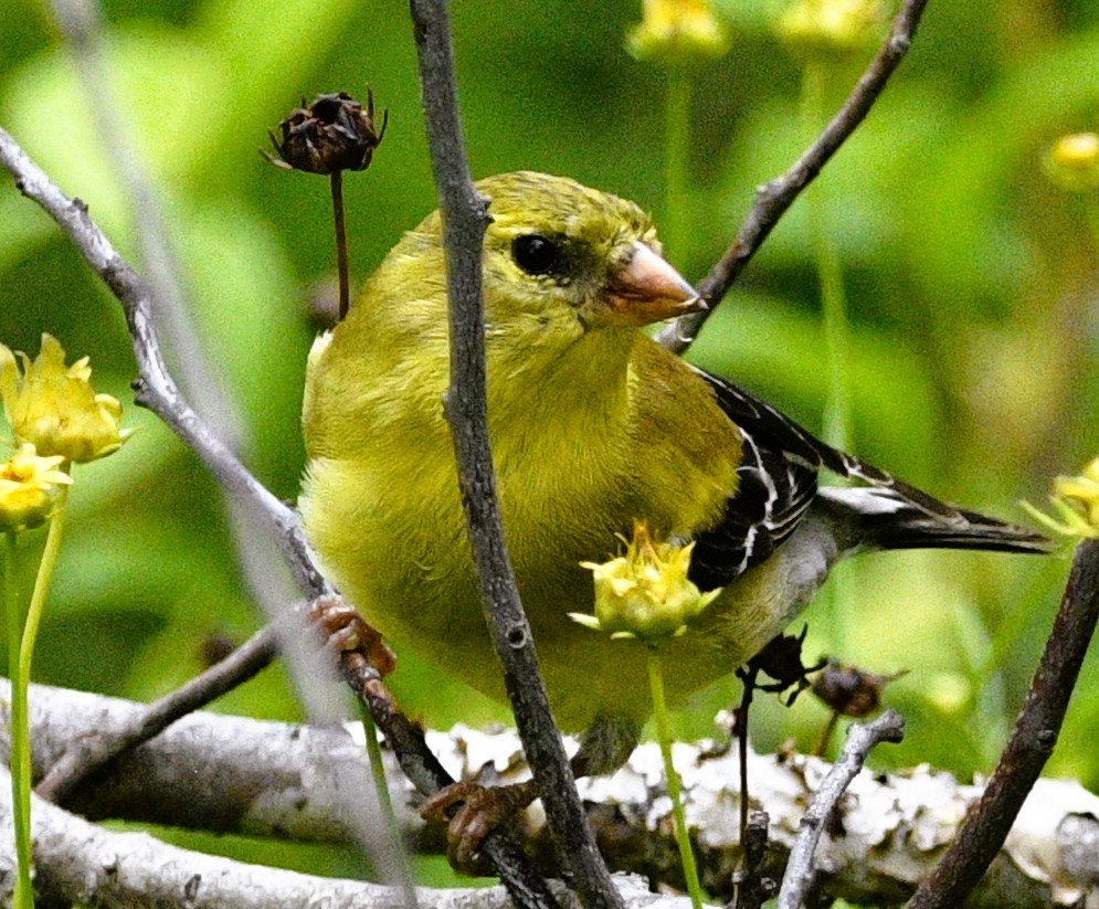 American Goldfinch - ML659706872