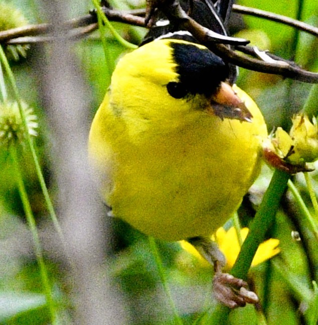 American Goldfinch - ML659706882