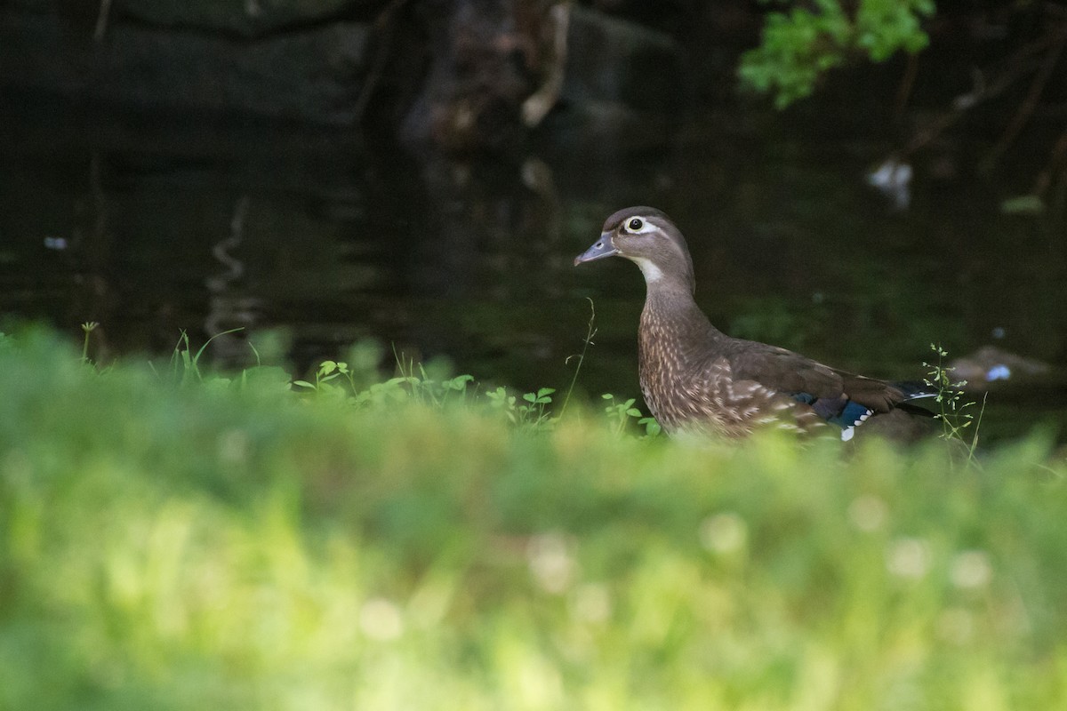 Wood Duck - ML659707110