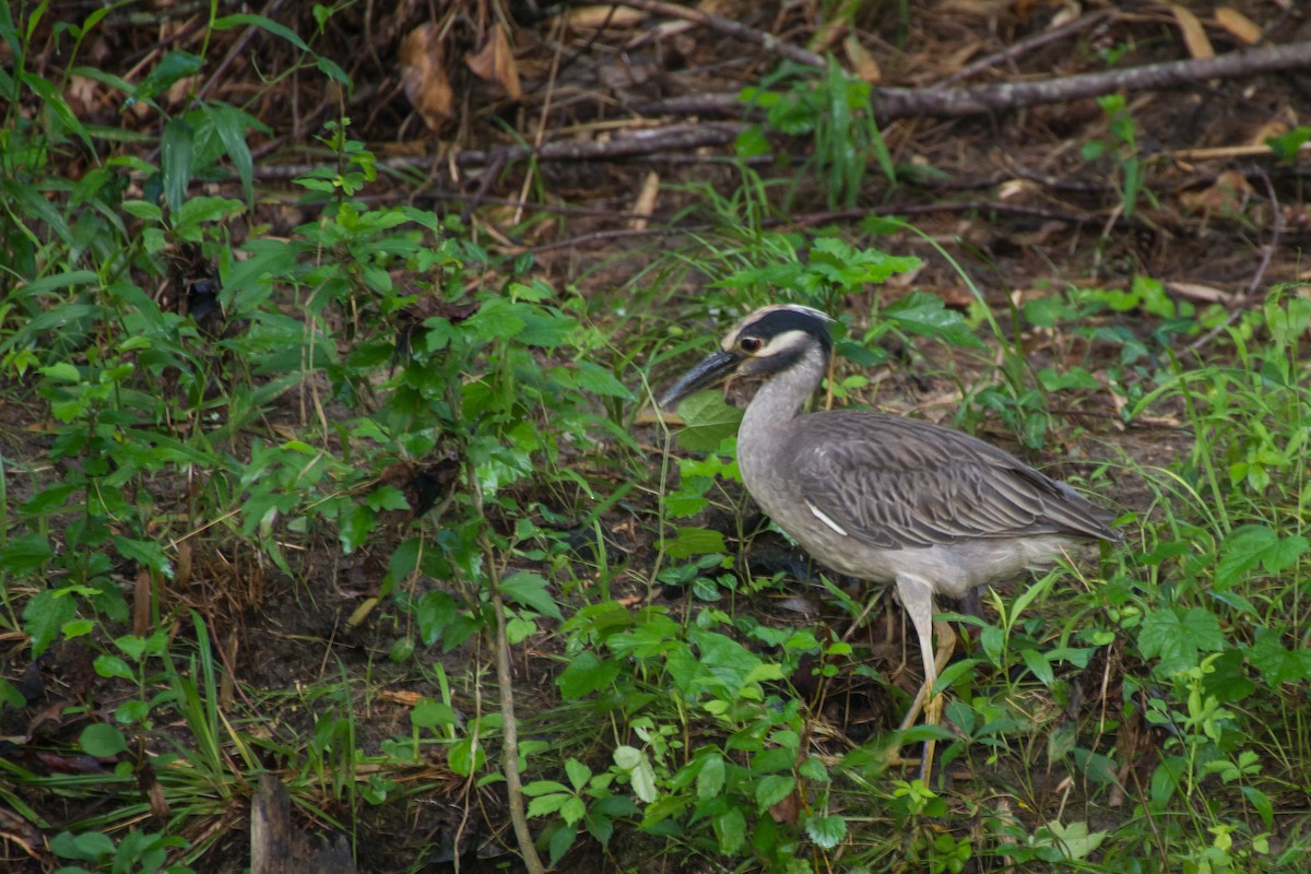 Yellow-crowned Night Heron - ML659707172