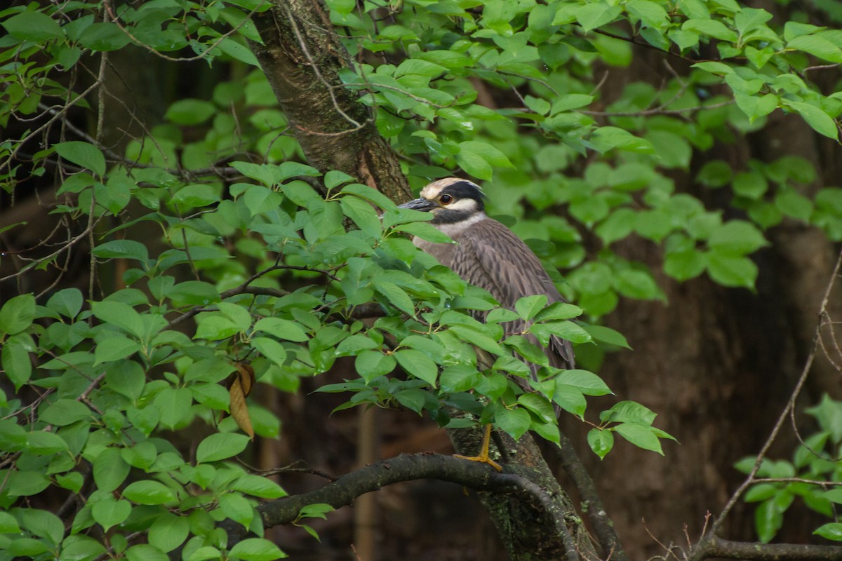 Yellow-crowned Night Heron - ML659707173