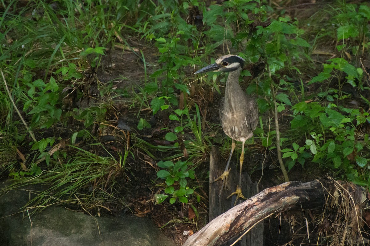 Yellow-crowned Night Heron - ML659707181