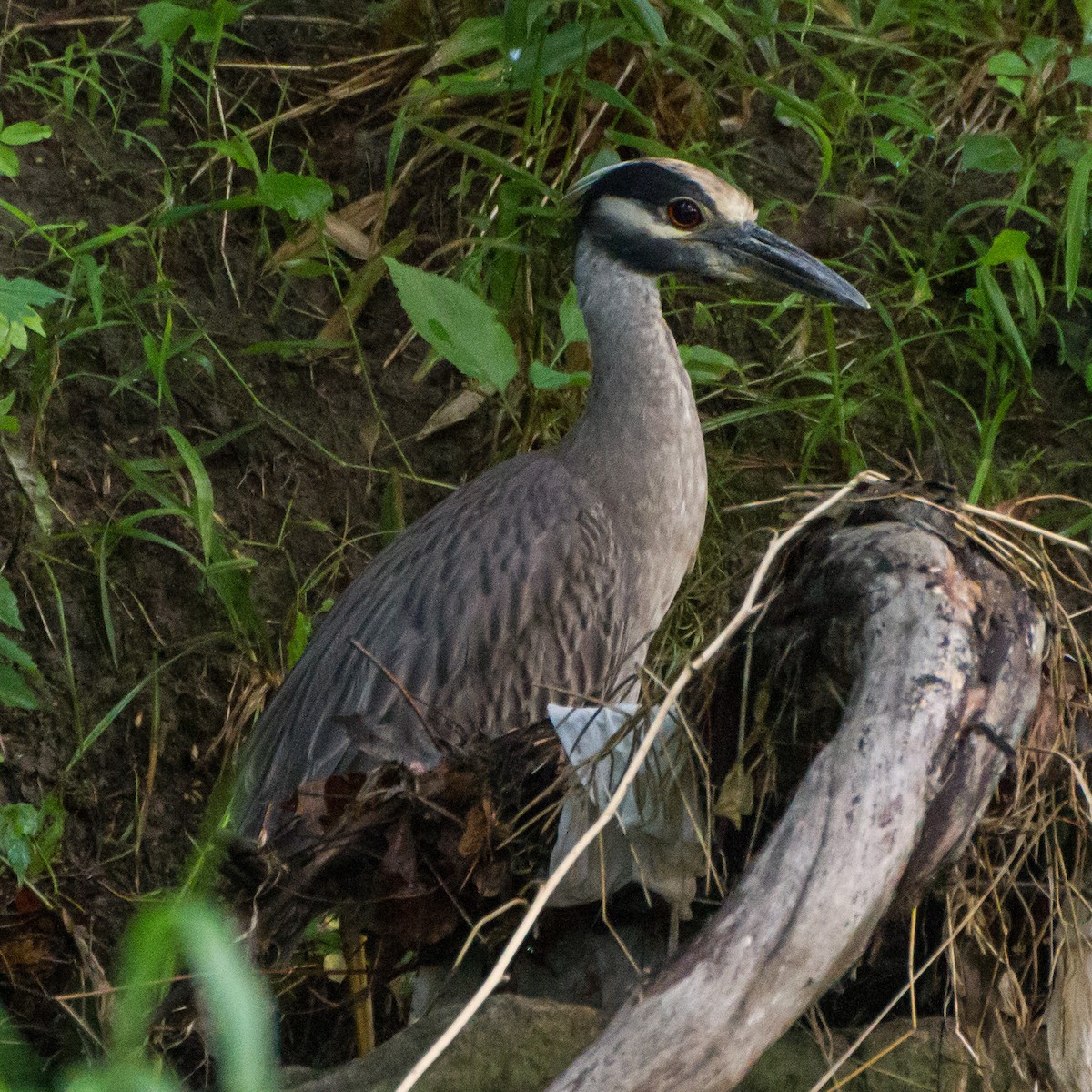 Yellow-crowned Night Heron - ML659707186
