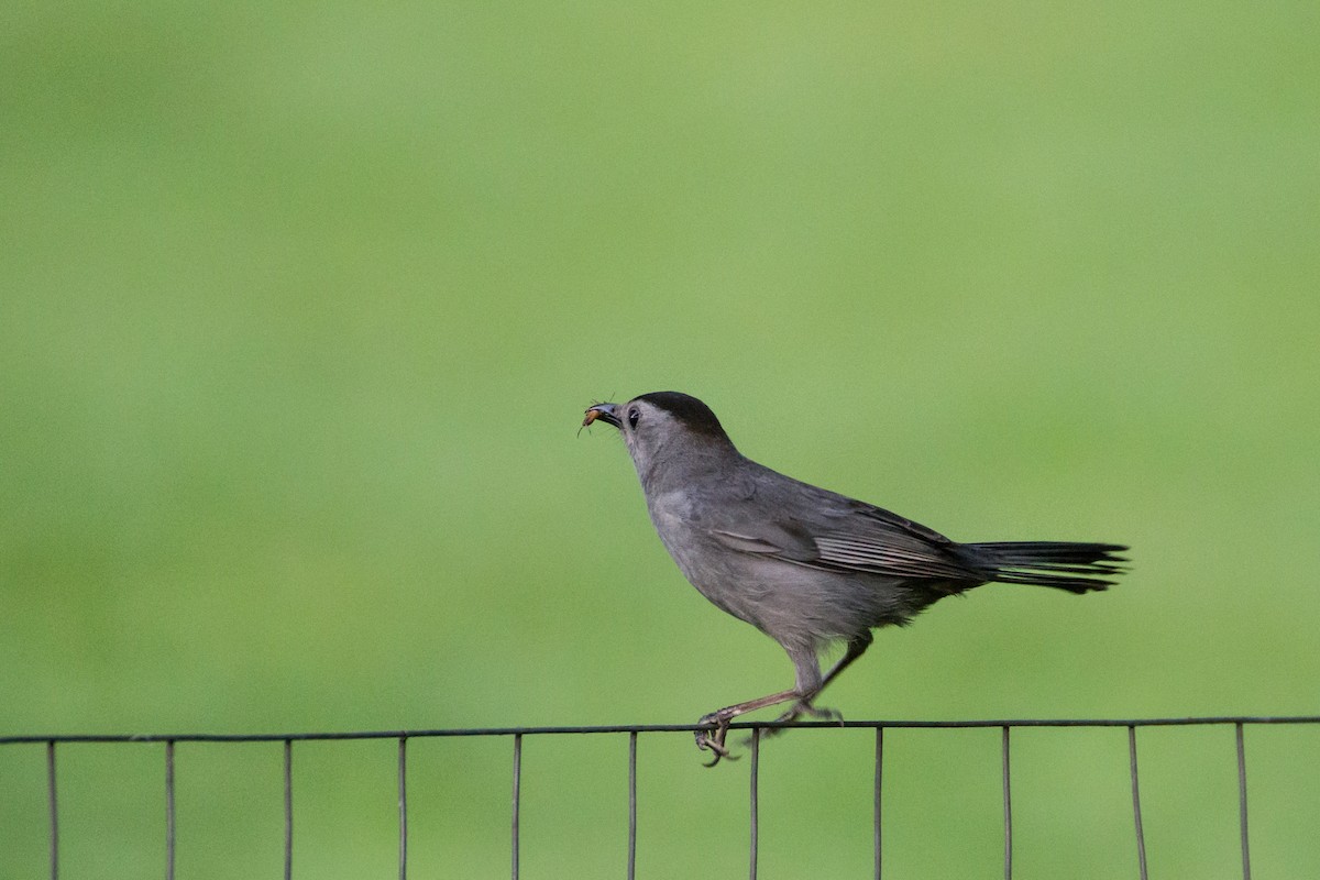 Gray Catbird - ML659707215