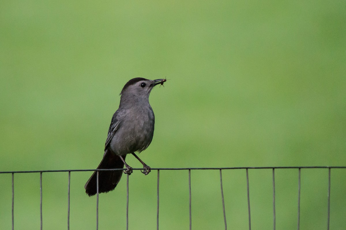 Gray Catbird - ML659707216