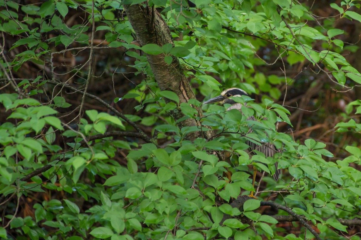 Yellow-crowned Night Heron - ML659707232