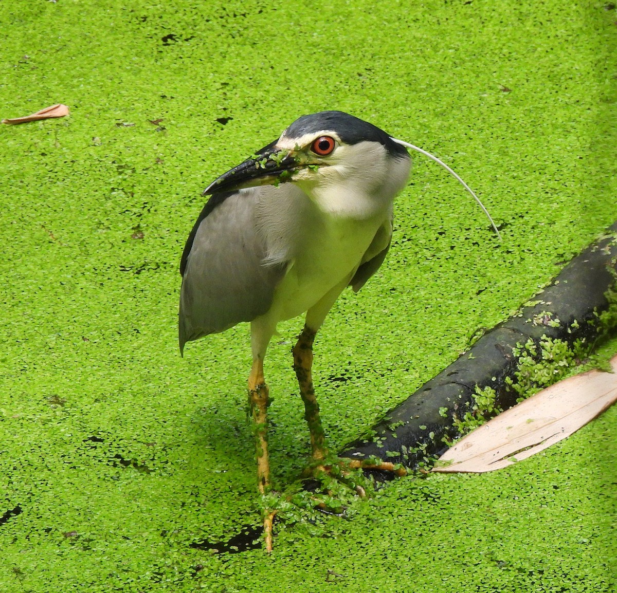 Black-crowned Night Heron - ML659707351