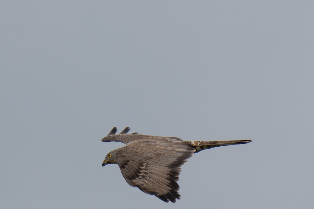 European Honey-buzzard - ML659707673