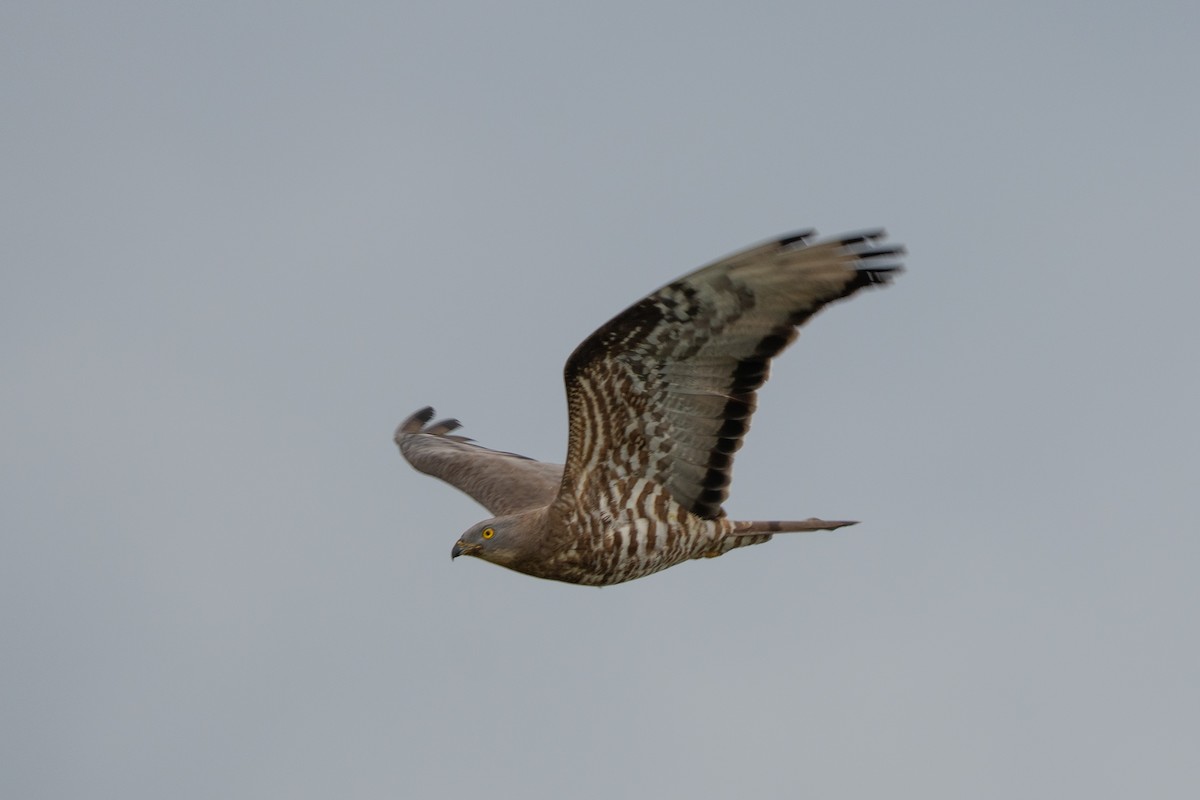 European Honey-buzzard - ML659707674