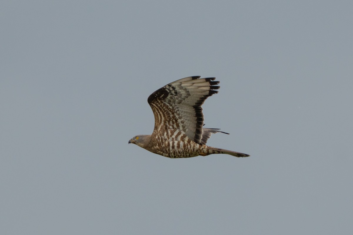 European Honey-buzzard - ML659707675