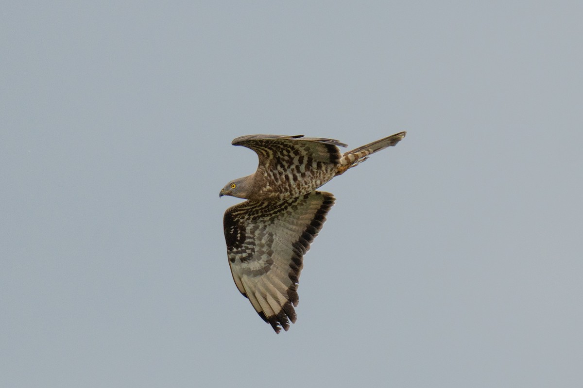 European Honey-buzzard - ML659707676