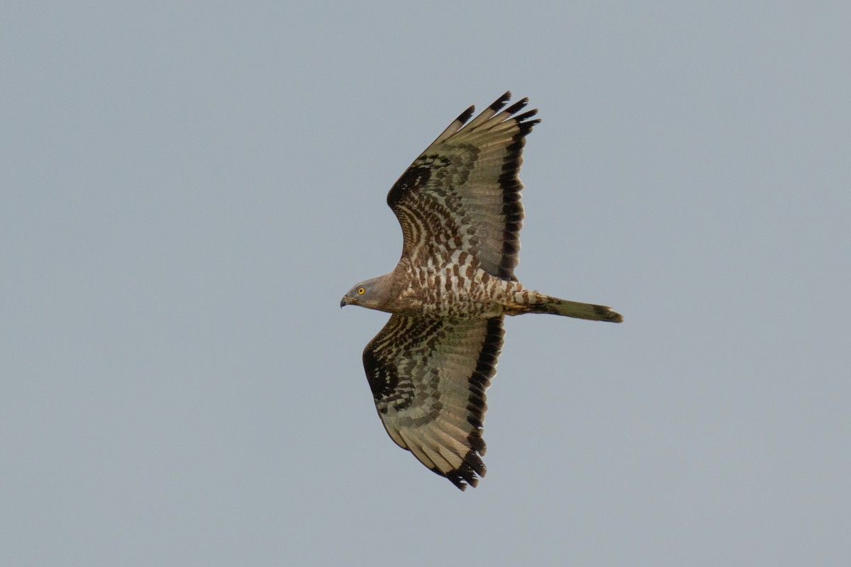 European Honey-buzzard - ML659707677
