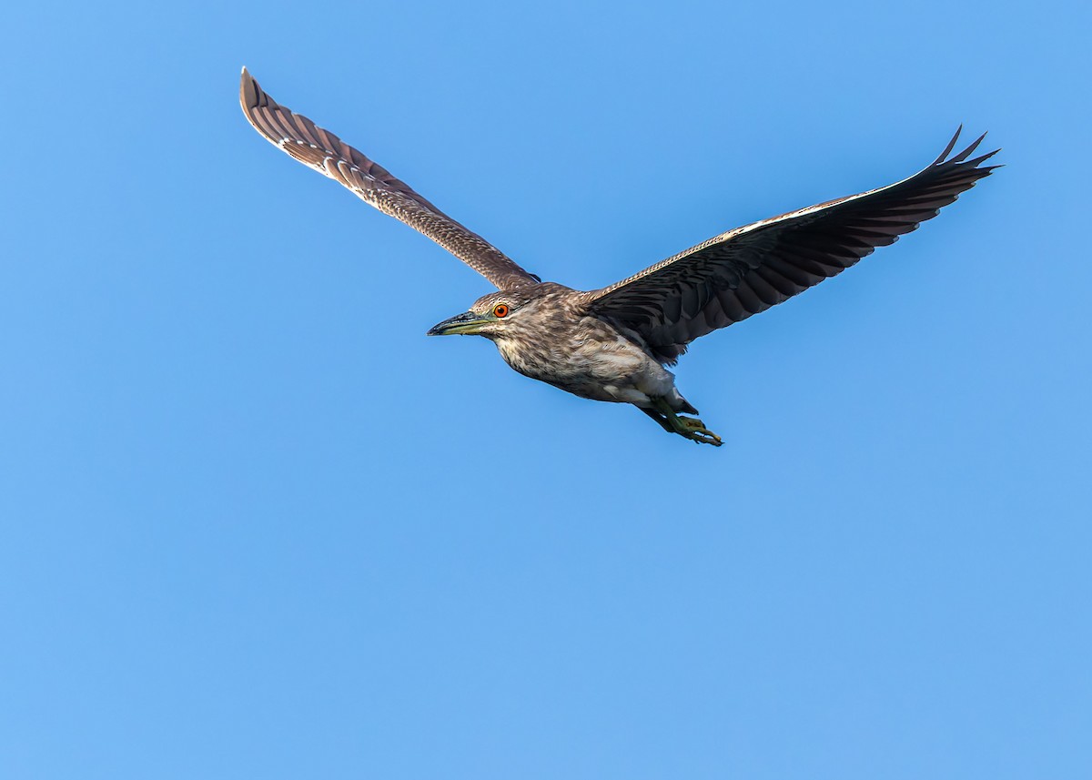 Black-crowned Night Heron - ML659708091