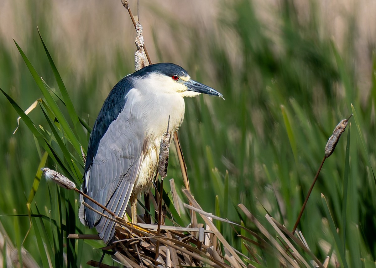 Black-crowned Night Heron - ML659708092
