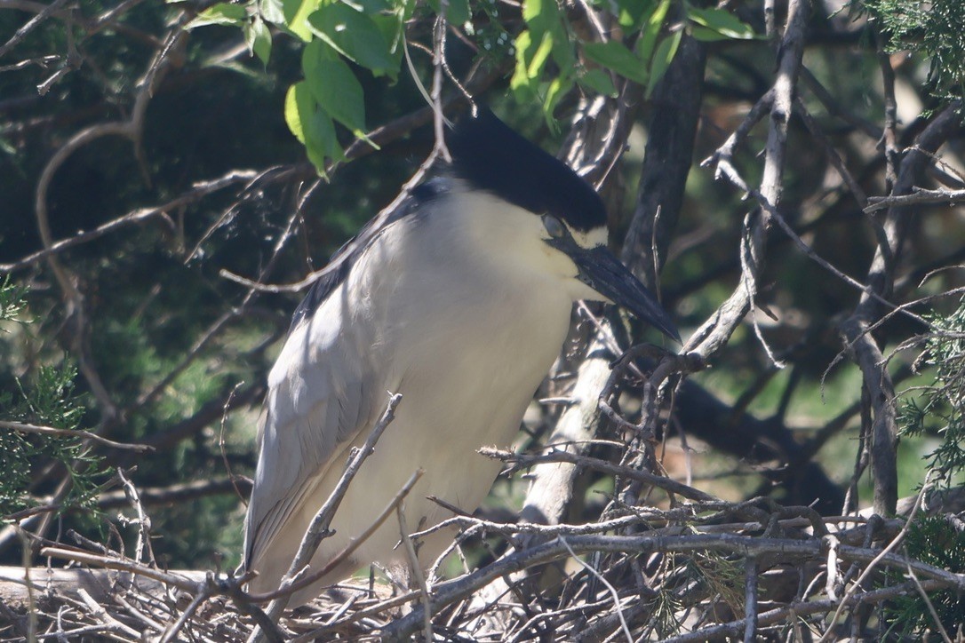 Black-crowned Night Heron - ML659708157