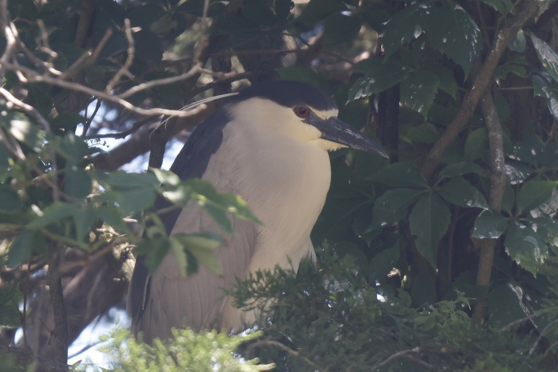 Black-crowned Night Heron - ML659708158