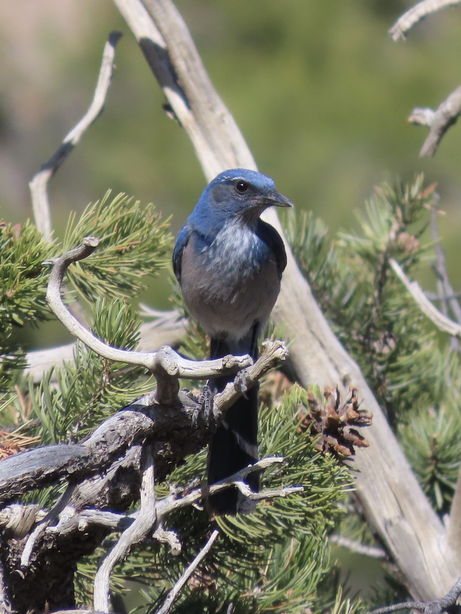 Woodhouse's Scrub-Jay (Woodhouse's) - ML659708399
