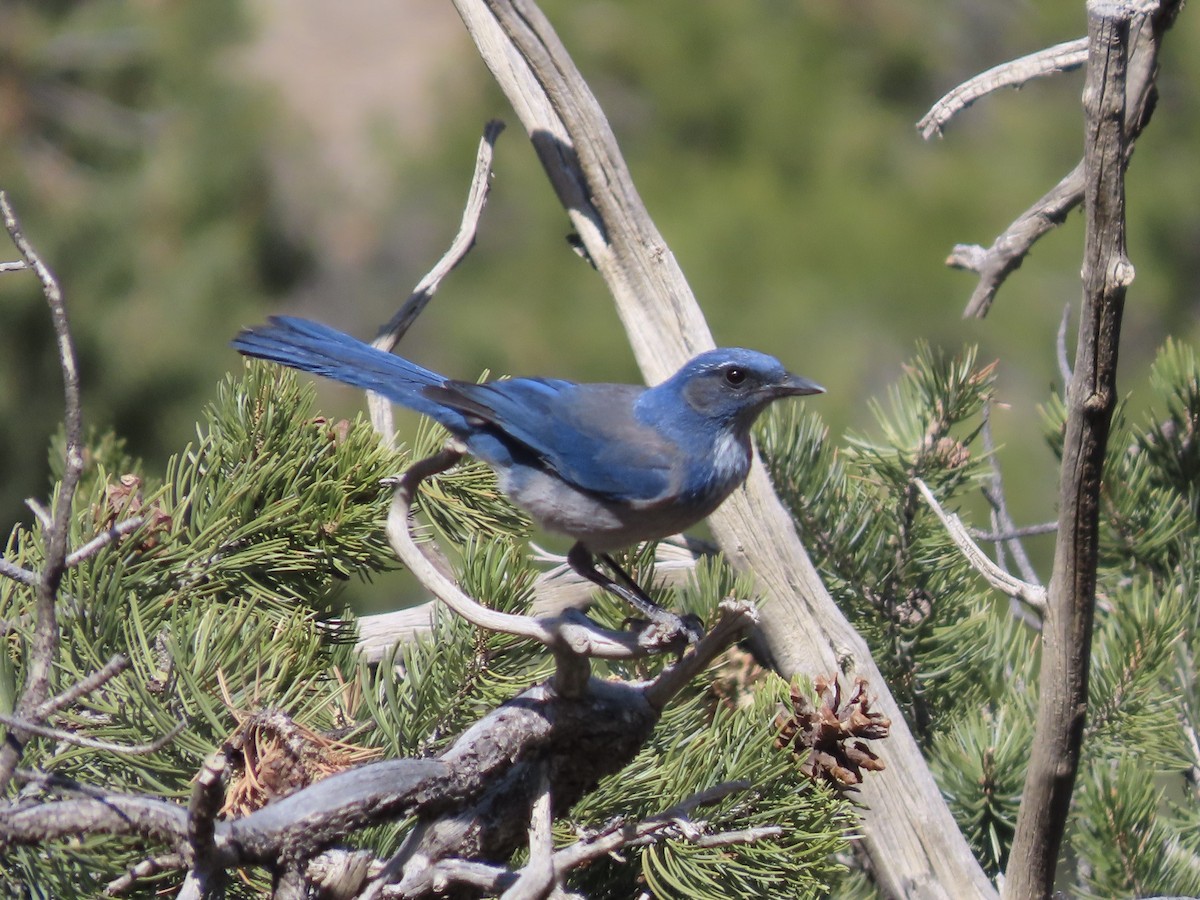 Woodhouse's Scrub-Jay (Woodhouse's) - ML659708401