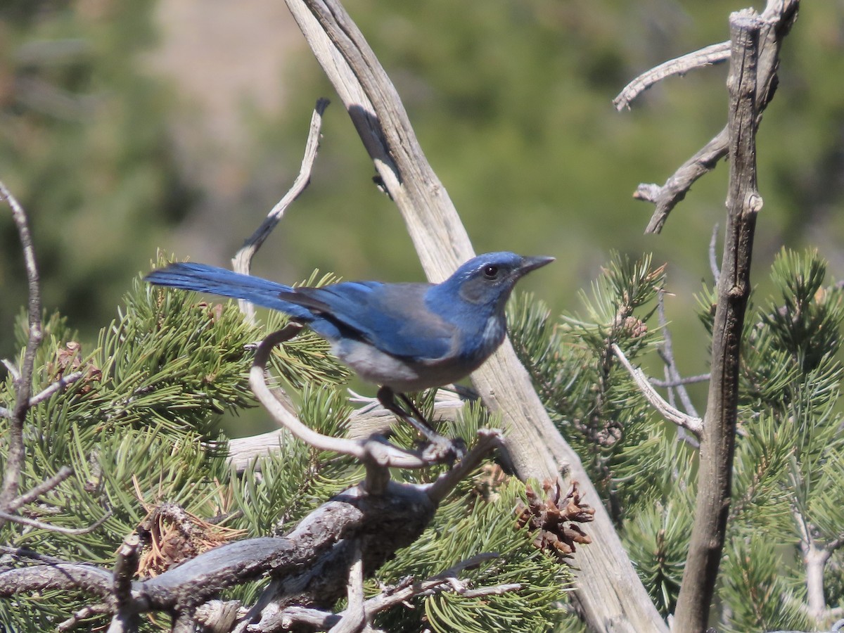 Woodhouse's Scrub-Jay (Woodhouse's) - ML659708404