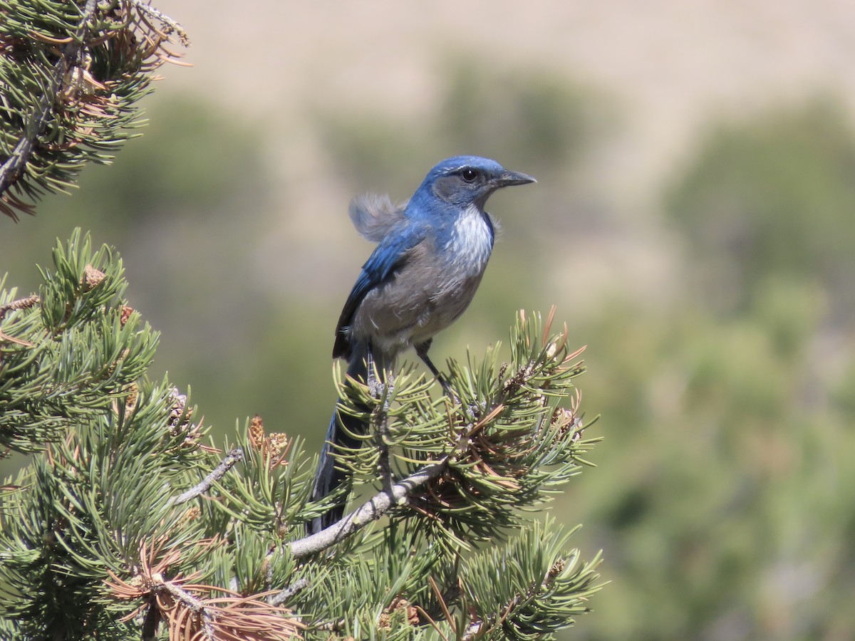 Woodhouse's Scrub-Jay (Woodhouse's) - ML659708405