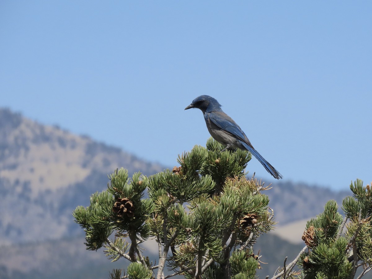 Woodhouse's Scrub-Jay (Woodhouse's) - ML659708409