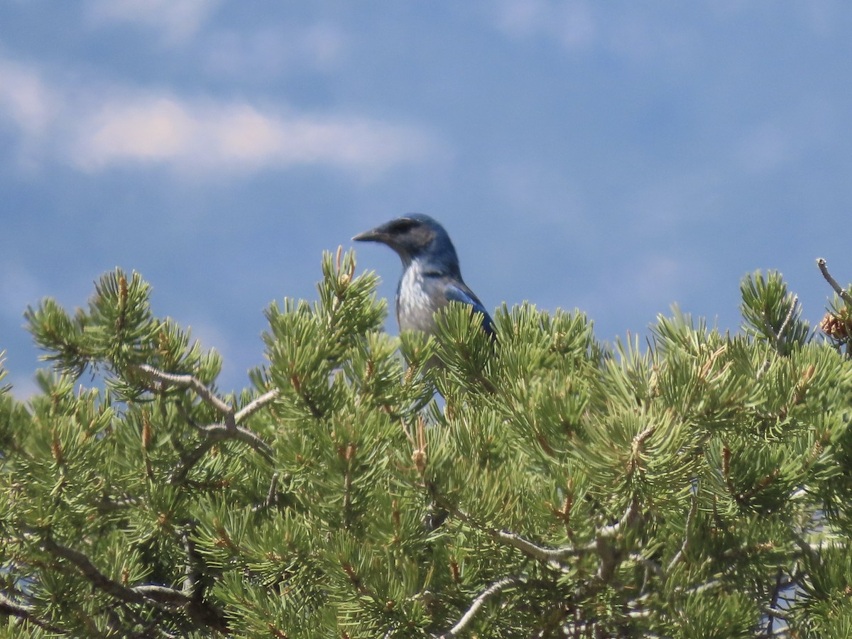 Woodhouse's Scrub-Jay (Woodhouse's) - ML659708411