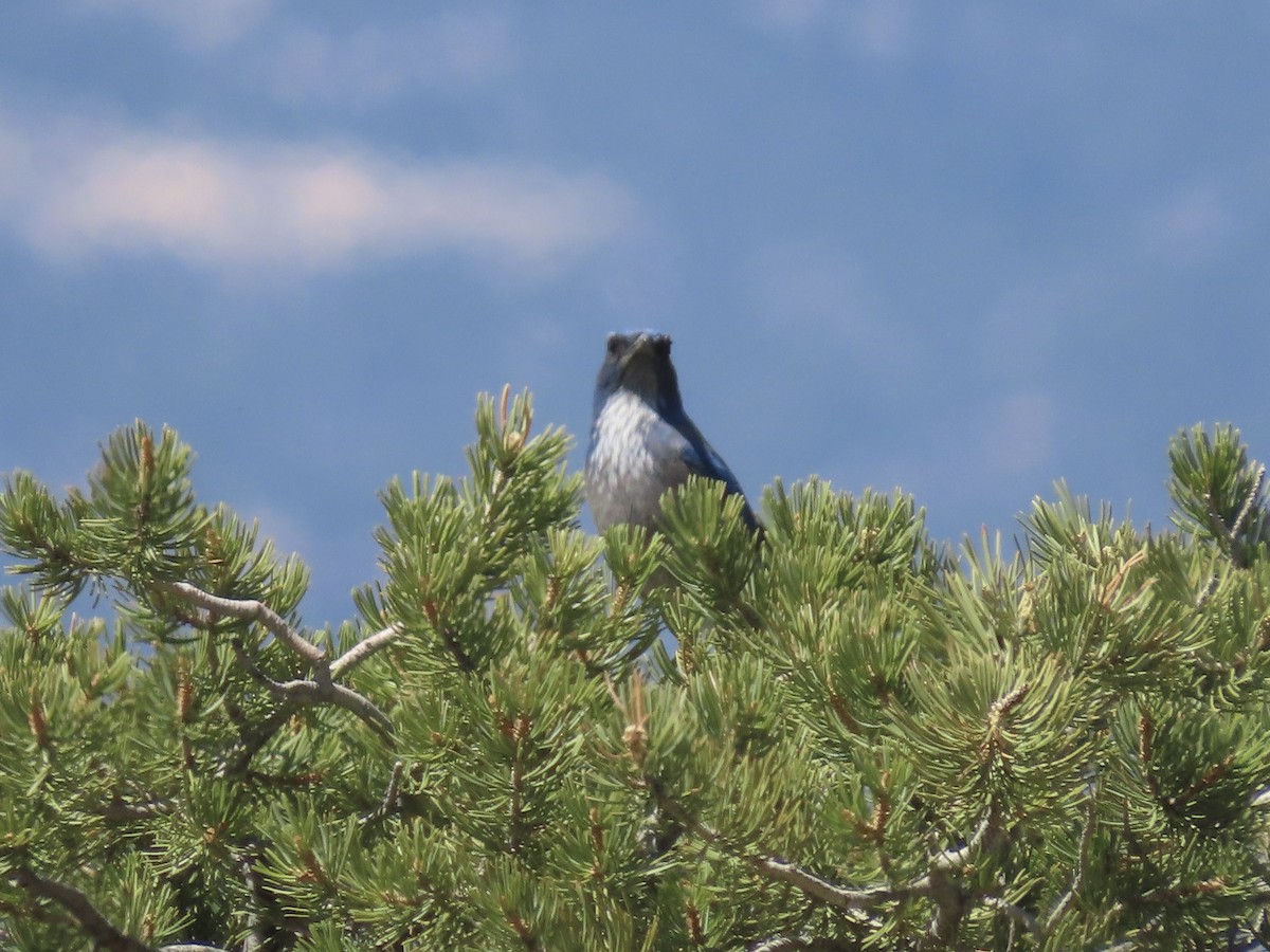 Woodhouse's Scrub-Jay (Woodhouse's) - ML659708412