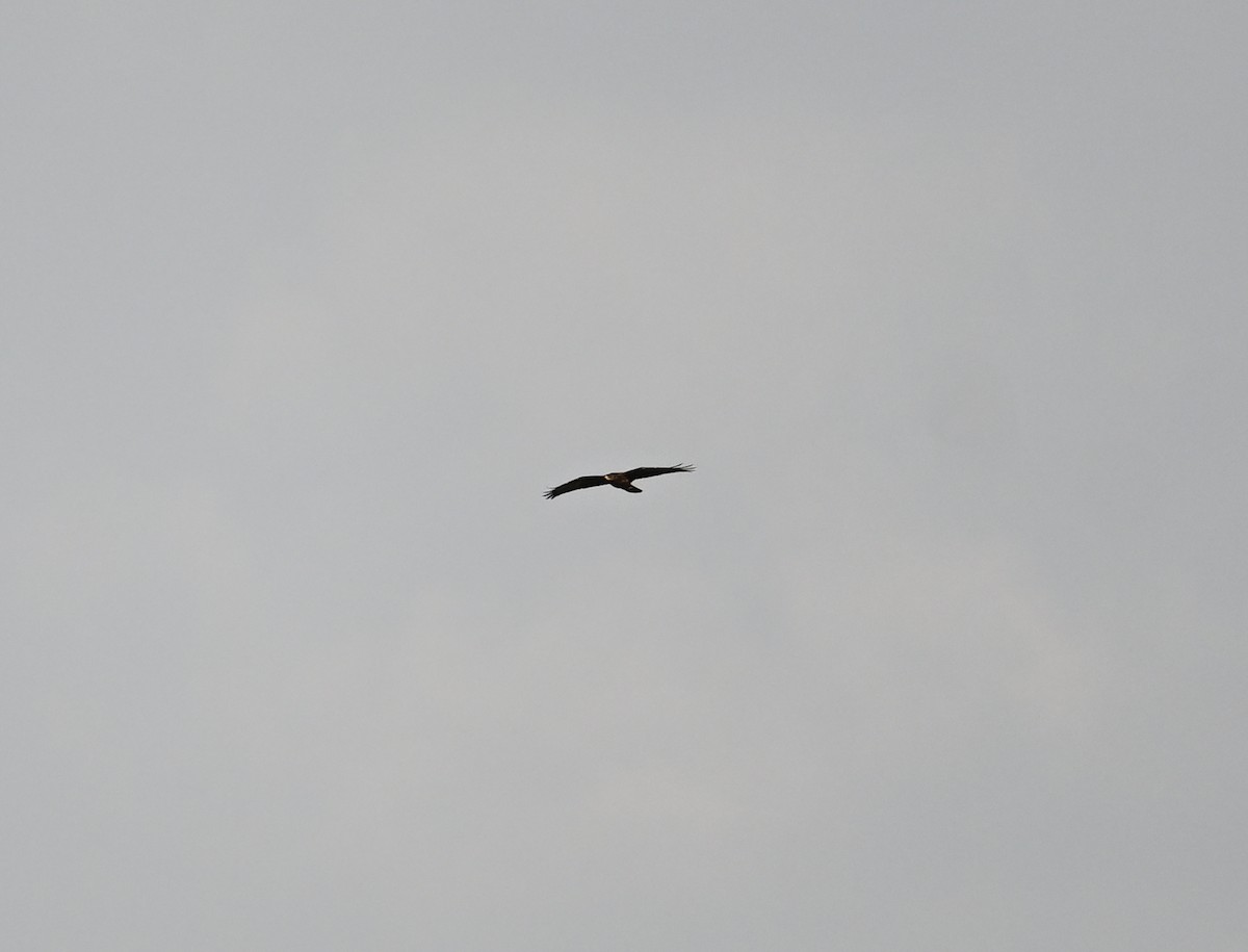 European Honey-buzzard - ML659708526