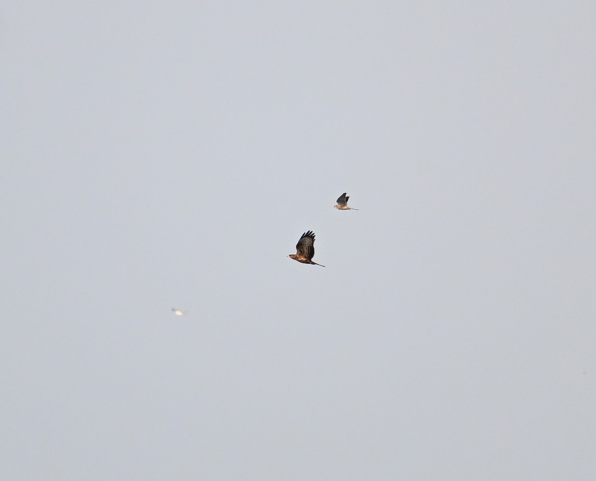 European Honey-buzzard - ML659708527