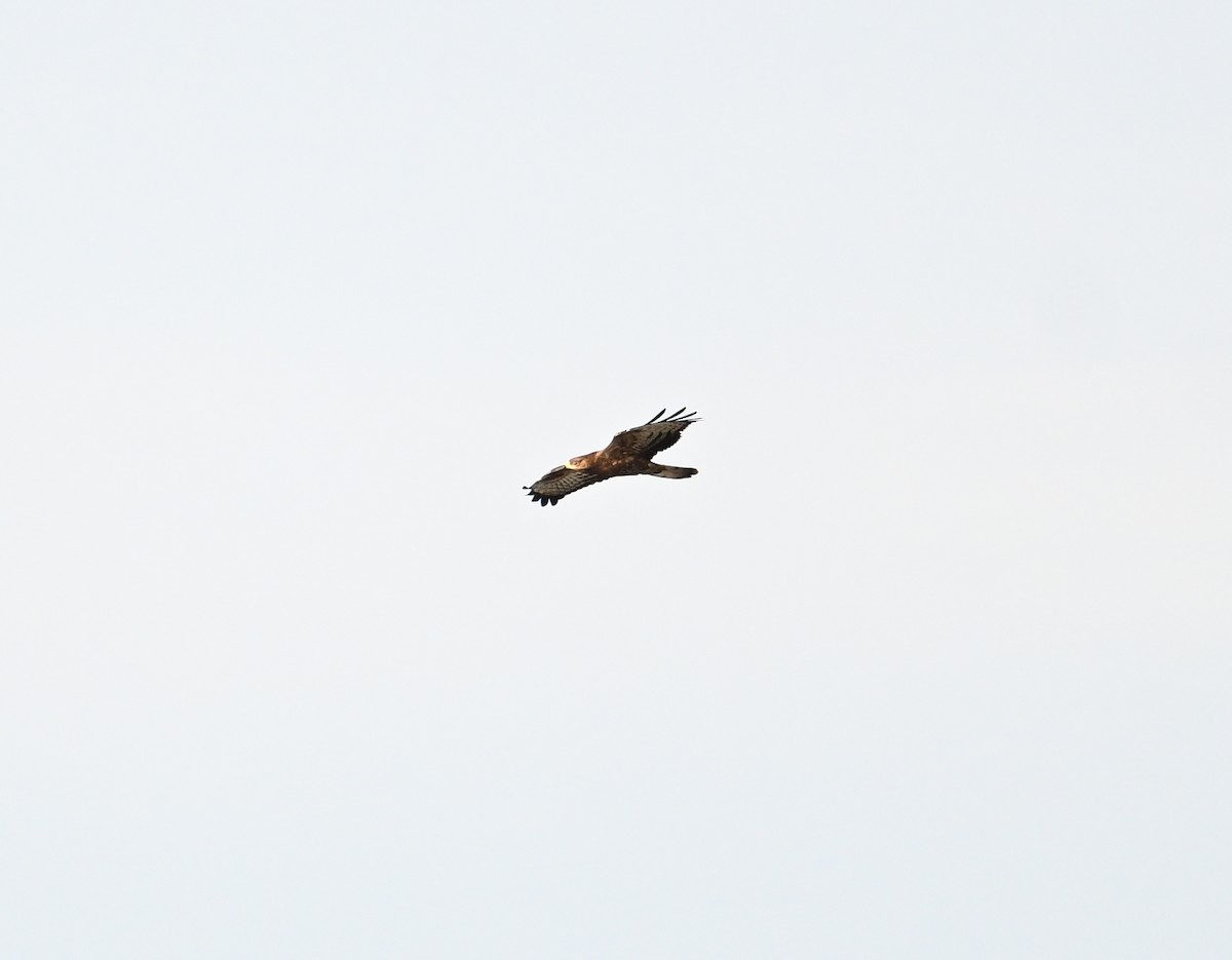 European Honey-buzzard - ML659708528