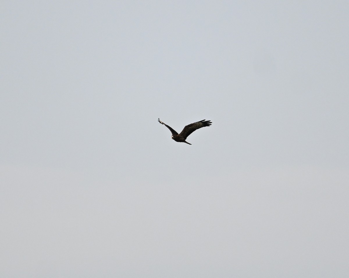 European Honey-buzzard - ML659708529