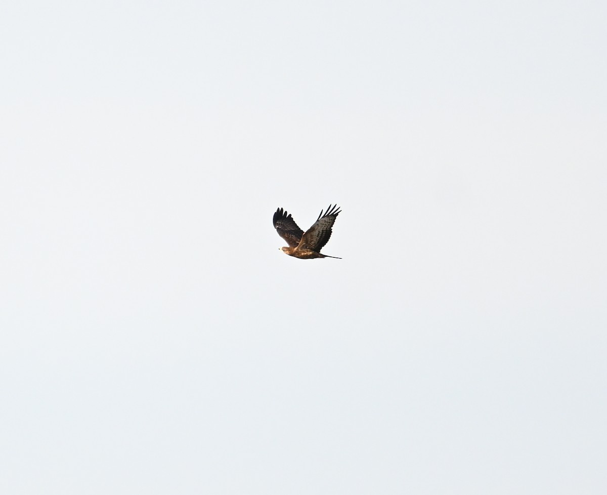 European Honey-buzzard - ML659708530