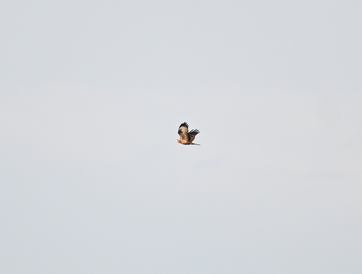 European Honey-buzzard - ML659708531